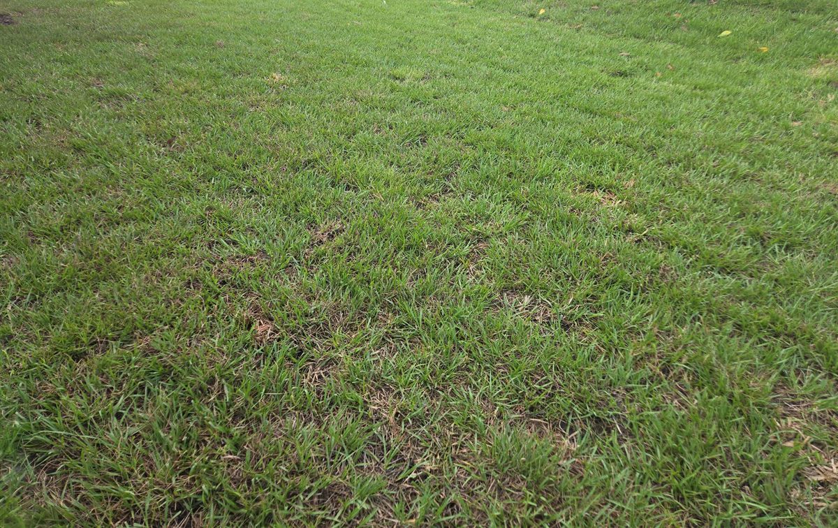 A flagged low area in a new lawn where the ground dips instead of sloping away